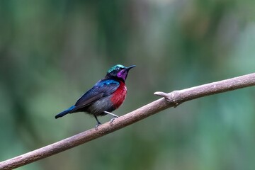 Van Hasselt's sunbird or Leptocoma brasiliana seen in Karimganj, Assam, India