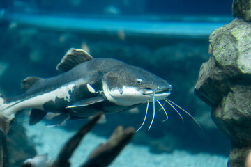 Large Catfish Swimming Near Rocks in a Fresh Water Aquarium During Daytime