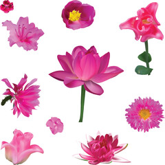 et of ten pink flowers isolated on white background