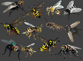 flies and wasps color set isolated on grey