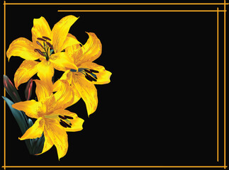 fine gold lily three blooms flower isolated on black