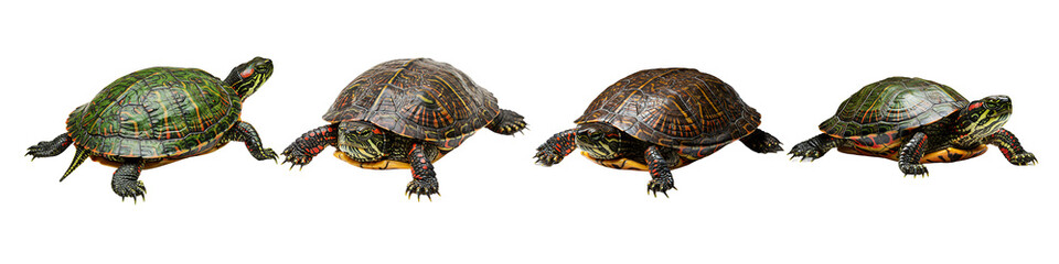 Fototapeta premium Realistic Turtles in Crawling Pose Transparent Background