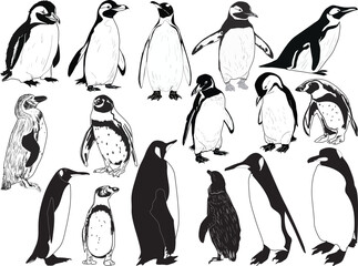 sixteen penguins scetches isolated on white background