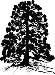 isolated high old pine with black root