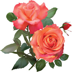 two light red roses  with green foliage on white