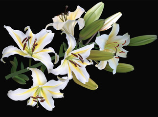light lily five blooms flower isolated on black