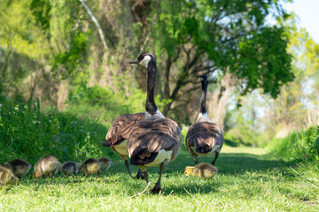 Geese and Goslings Exploring a Lush Green Pathway on a Bright Sunny Day