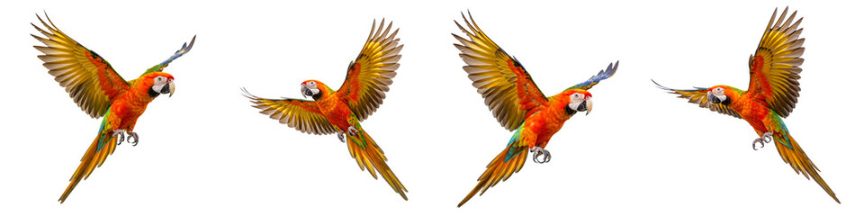 Fototapeta premium Flying Macaw Parrots with Colorful Wings Transparent Background
