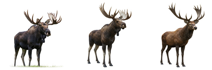 Obraz premium Moose with Large Antlers Standing Transparent Background