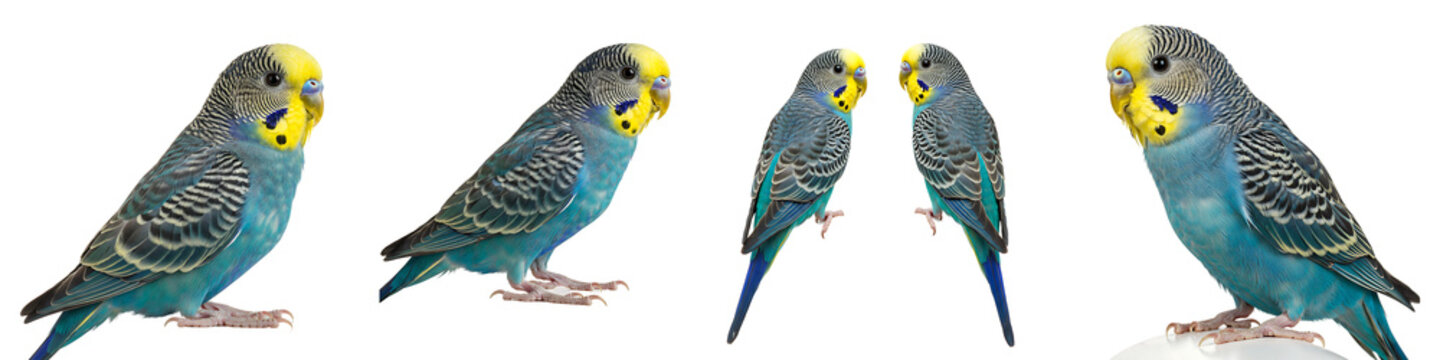 Blue and Yellow Budgerigars in Different Poses Transparent Background

