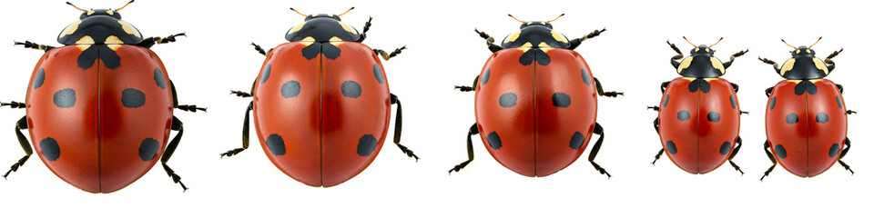 Obraz premium Red Ladybugs with Black Spots Top View Transparent Background
