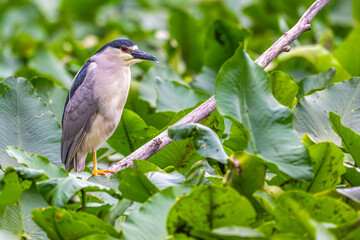 Black-crowned night heron perched on a branch in a pond surrounded by lily pads.