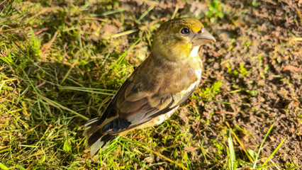A young Hawfinch bird is learning to fly.