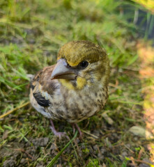 A young Hawfinch bird is learning to fly.