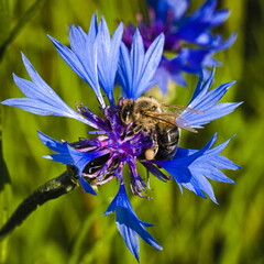Pszczoła na niebieskim chabrze w letnim słońcu &ndash; makrofotografia natury
