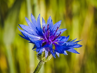 Chaber bławat na tle zielonej łąki &ndash; makrofotografia dzikiego kwiatu