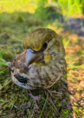 A young Hawfinch bird is learning to fly.