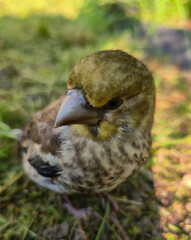 A young Hawfinch bird is learning to fly.