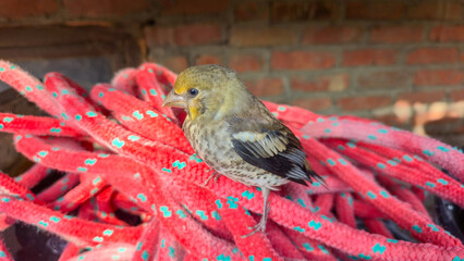 A young Hawfinch bird is learning to fly.