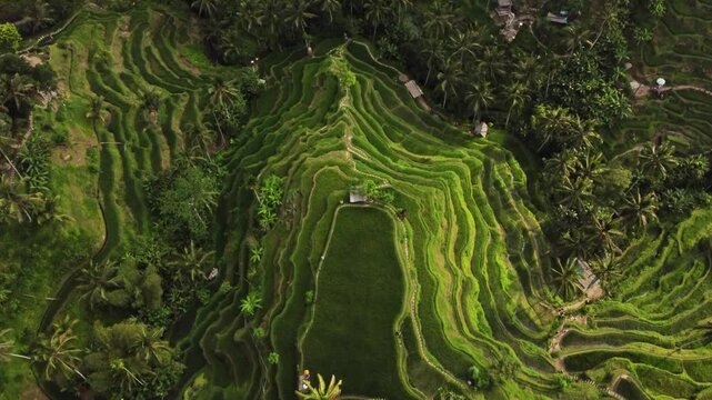 Multiple views of Bali