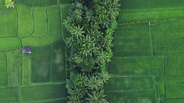 Multiple views of Bali