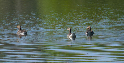 three greylag geese reflected in the lake, cute greylag geese on the pond, slightly rippled water surface, green and blue shimmering lake, light waves, anser anser