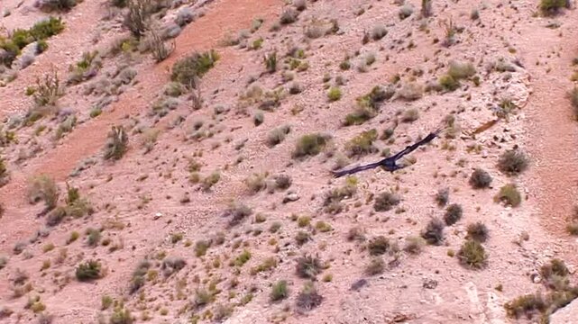 A condor, with wing tags, soars within the red sandstone walls of Hualapai Canyon, a spur of Arizona's Grand Canyon, not far from Supai Village and Havasupai Falls.