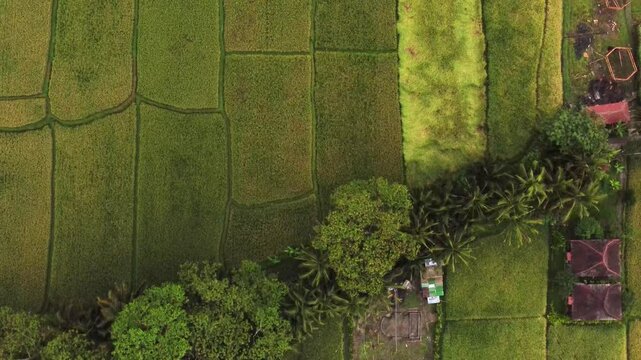Multiple views of Bali