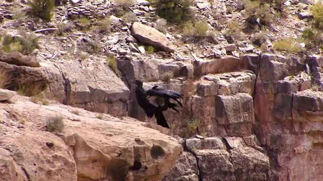 A condor with wing tag, an endangered species, soars above rocky cliffs and lands on the cliff's edge.  Shot at Hualapai Hilltop, the canyon below leads to Supai Village and Arizona's Grand Canyon.