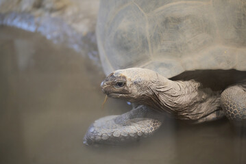 The Galápagos tortoise or Galápagos giant tortoise, Chelonoidis niger