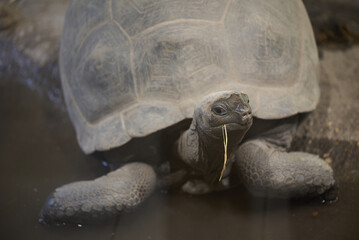 The Galápagos tortoise or Galápagos giant tortoise, Chelonoidis niger