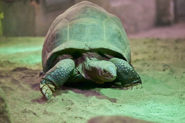 The Galápagos tortoise or Galápagos giant tortoise, Chelonoidis niger