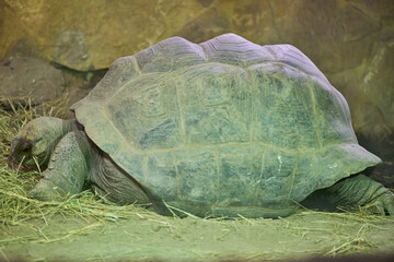 The Galápagos tortoise or Galápagos giant tortoise, Chelonoidis niger