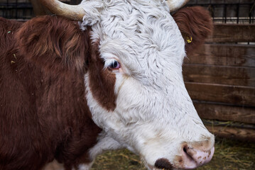 The Hereford is a British breed of beef cattle originally from Herefordshire