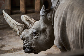 The white rhinoceros, square-lipped rhinoceros (Ceratotherium simum)