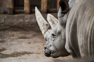 The white rhinoceros, square-lipped rhinoceros (Ceratotherium simum)