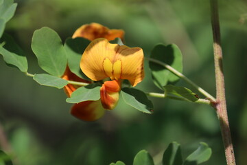 Orange flowers of Bladder-senna (Colutea arborescens) close-up