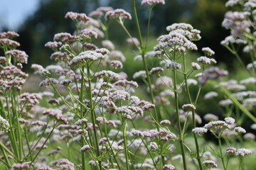 Flowering common valerian (Valeriana officinalis) plants in summer garden