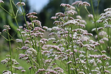 Flowering common valerian (Valeriana officinalis) plants in summer garden