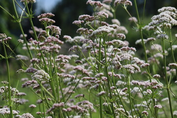 Flowering common valerian (Valeriana officinalis) plants in summer garden