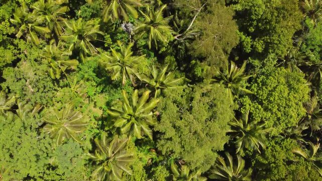 Multiple views of Bali