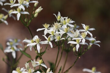 White flowers of Erect Clematis (Clematis recta) in summer garden