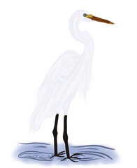 Heron Illustration