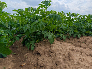 Lush potato plants growing in a fertile field under a cloudy sky during the summer season