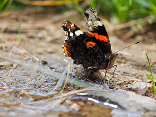 Colorful butterfly collects water near a stream in a natural setting during daytime in spring