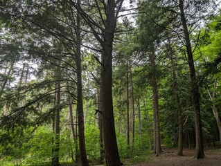 Towering Evergreen Trees in a Peaceful Summer Forest