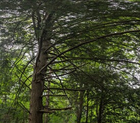 Majestic Forest Tree with Wide Branch Spread and Dense Canopy