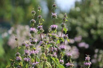 Flowers of Tuberous Jerusalem sage (Phlomoides tuberosa, syn. Phlomis tuberosa) in summer garden