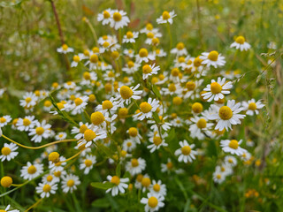 Fototapeta premium Beautiful chamomile flowers blooming in a vibrant green field during springtime