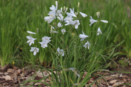White flowers of St Bruno's Lily (Paradisea liliastrum) in summer garden